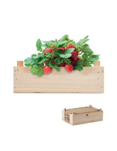 Kit per coltivare fragole STRAWBERRY